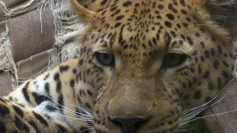 Panthera, Leopardi’yi “Ömür Listesi For” Projesi ile kurtarıyor