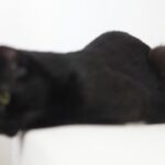 Bu kedi yeni virüsleri keşfediyor!