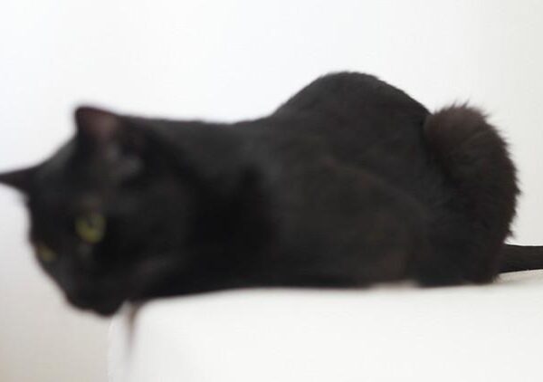 Bu kedi yeni virüsleri keşfediyor!