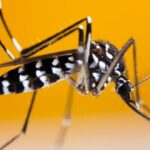 Bu Chikungunya virüsü nedir? Çin’deki vaka sayısı 7 bin 700’ü aştı