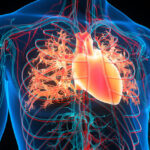 İnsan kolundaki ekstra damar giderek daha yaygın hale geliyor