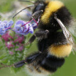 Bombus arıları Mors alfabesini öğrendi