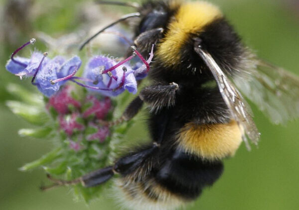 Bombus arıları Mors alfabesini öğrendi
