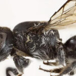 Yeni bir arı türü keşfedildi: şeytan arısı