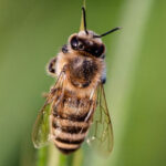 Yeni bir arı türü keşfedildi: şeytan arısı